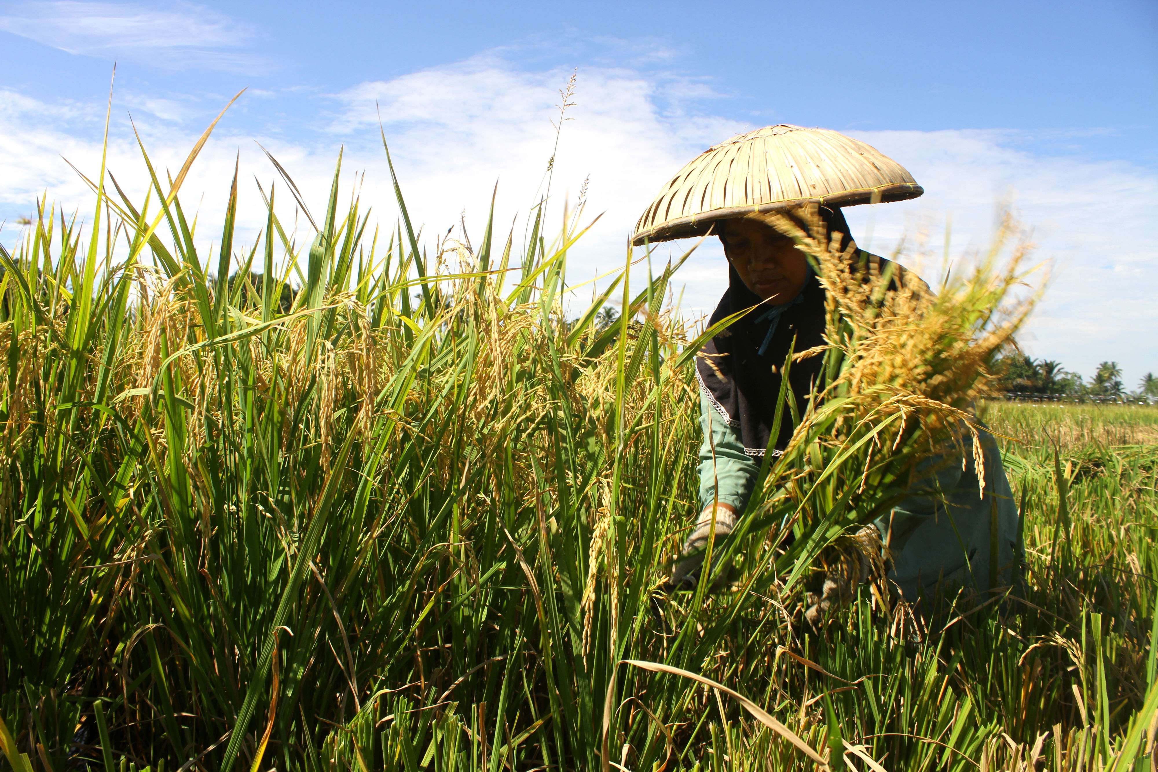 Saatnya Padi Hibrida Menjadi Pilar Ketahanan Pangan Nasional