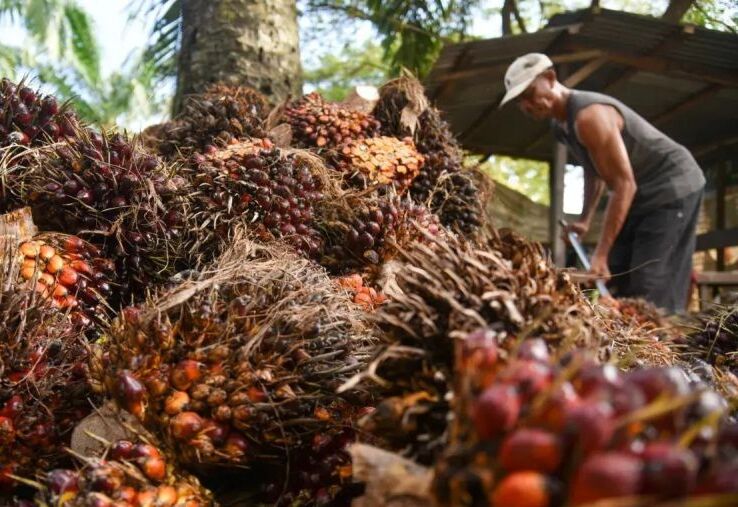 Pustaka Alam Nilai Perlu Evaluasi Ulang Data Lahan Oleh Satgas PKH