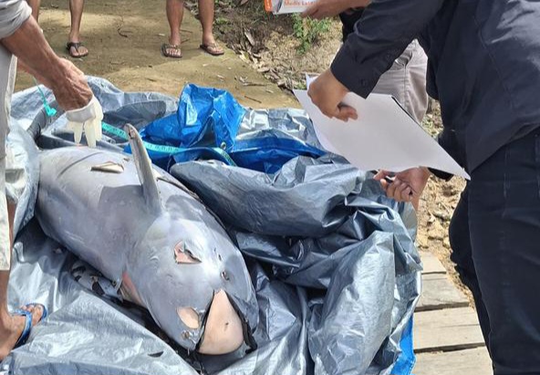 Petugas dari Yayasan Konservasi RASI dan BPSPL Pontianak Wilker Mahakam Hulu mengevakuasi bangkai Pesut Mahakam jantan bernama Upin yang ditemukan mati tersangkut di keramba warga di Dusun Kuyung, Desa Sebemban, Kecamatan Muara Wis, Kutai Kartanegara. Fot