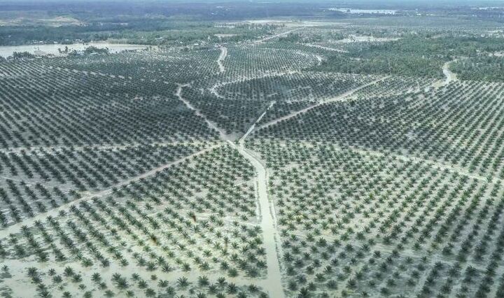 Minimalisir Risiko Kebun Sawit, Pakar Minta Perkuat Tata Kelola Berkelanjutan
