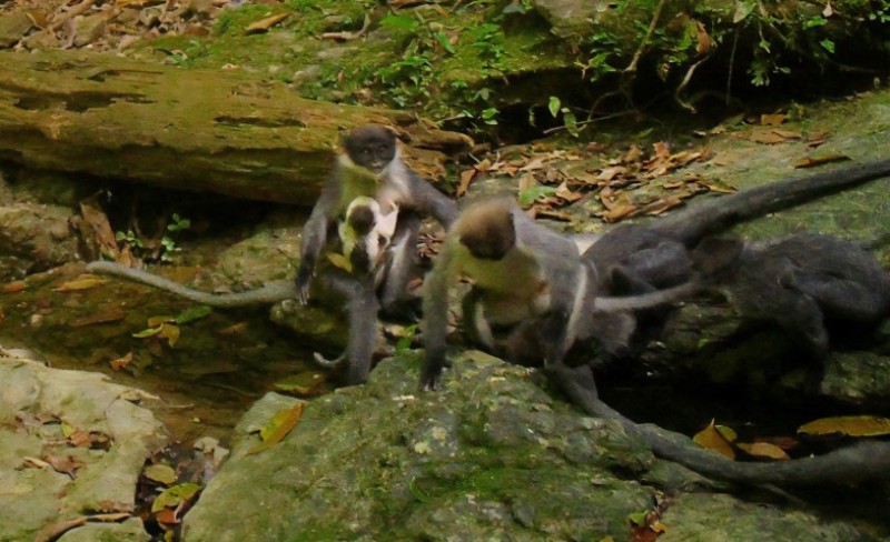 Lutung Kutai: Jejak Sunyi Primata Endemik Kalimantan
