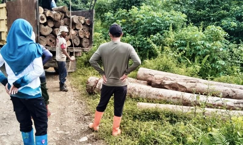 Puluhan Kayu Diduga Ilegal Muncul di Hutan Tanah Laut