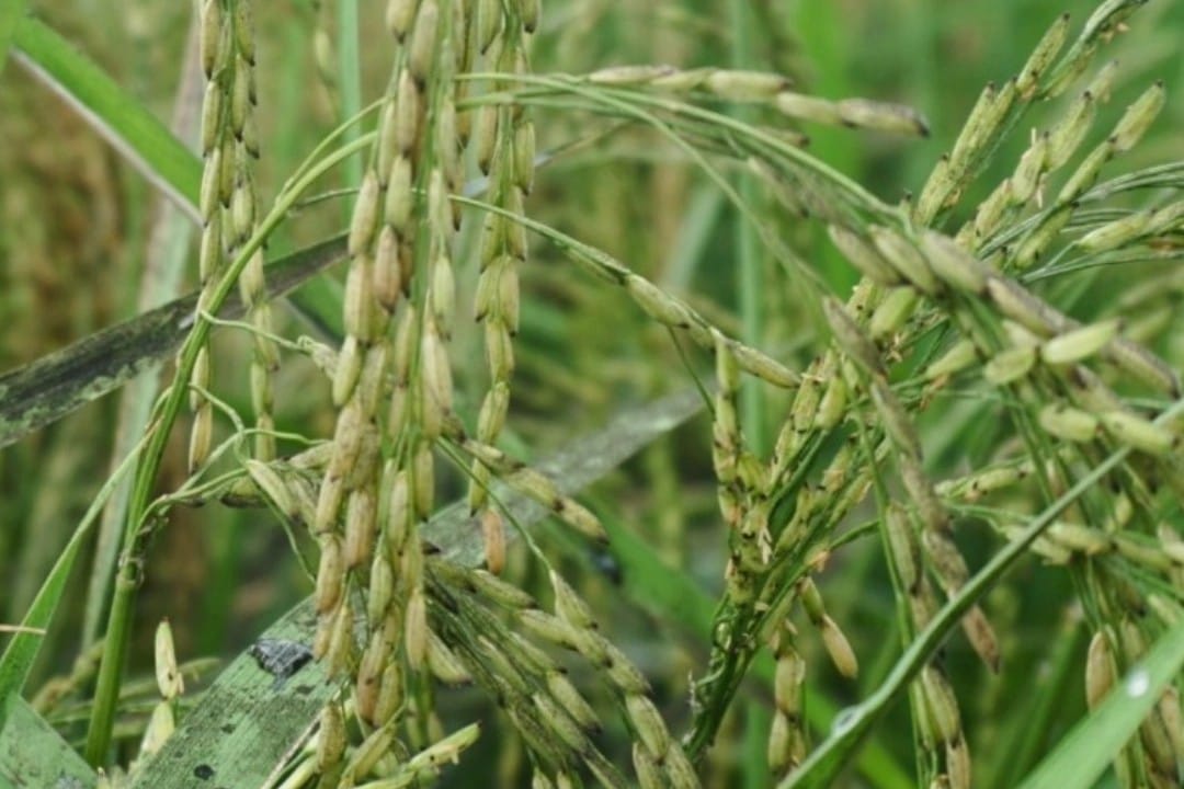 Tapin Cetak Sawah Baru 323 Hektare, Petani Muda Diminta Jadi Penggerak Pertanian Modern