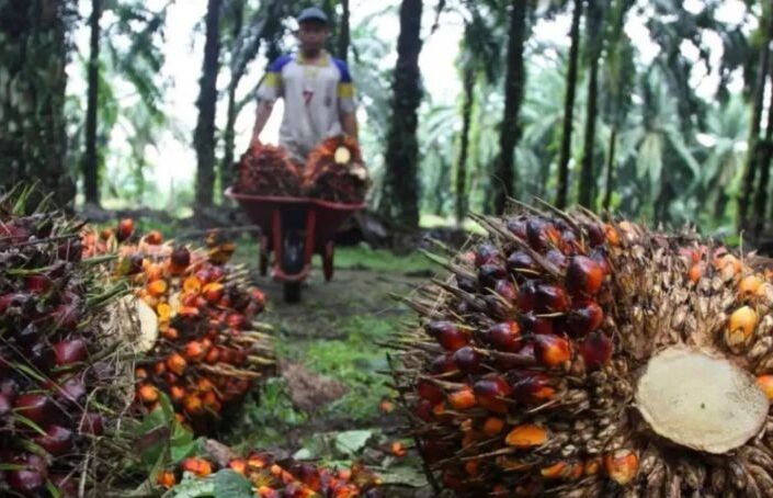 Kemendag Bongkar Penyebab Harga CPO Global Anjlok