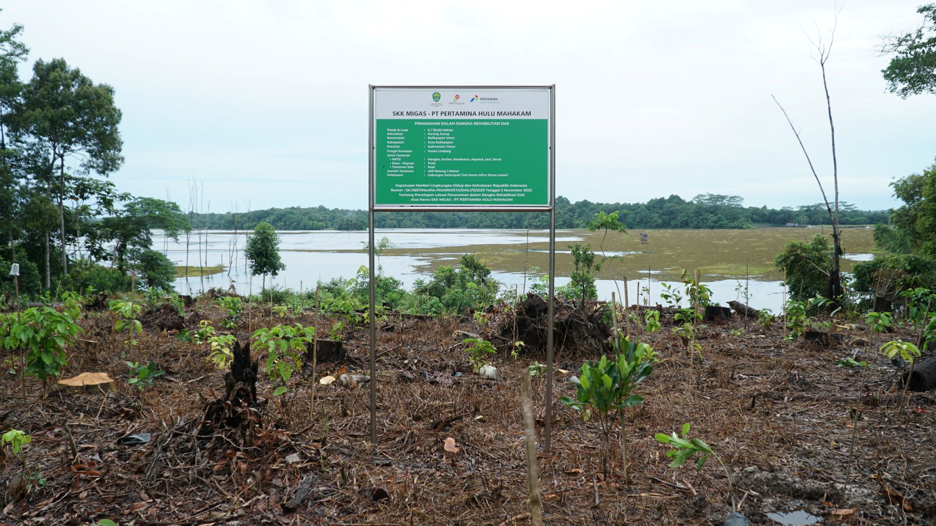 PHM Bersama SKK Migas Perkuat Rehabilitasi DAS di Hutan Lindung Manggar dan Sungai Wain