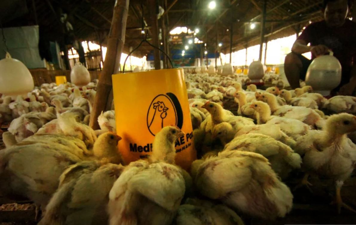 Industri Perunggasan Memasuki Lorong Ketidakpastian Baru