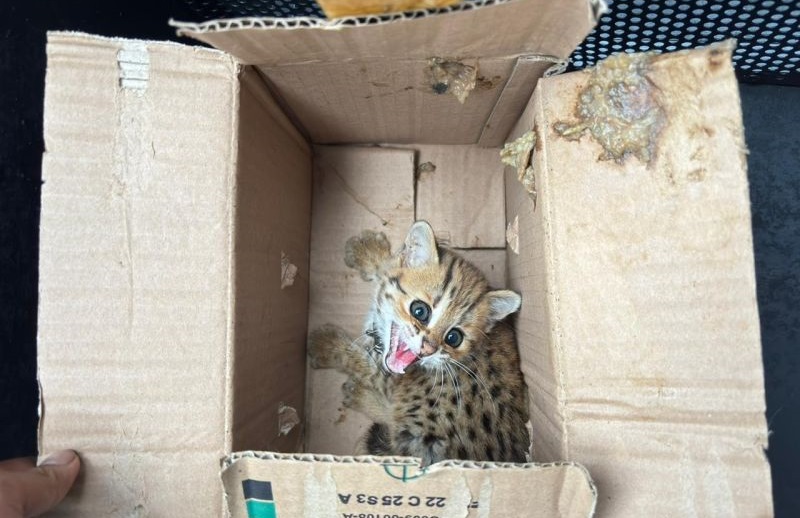 Kemenhut Ungkap Jaringan Perdagangan Satwa Dilindungi di Jawa Tengah