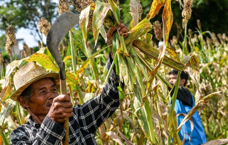 BRIN Kembangkan Produk Mi Sehat Bebas Gluten Berbasis Sorgum