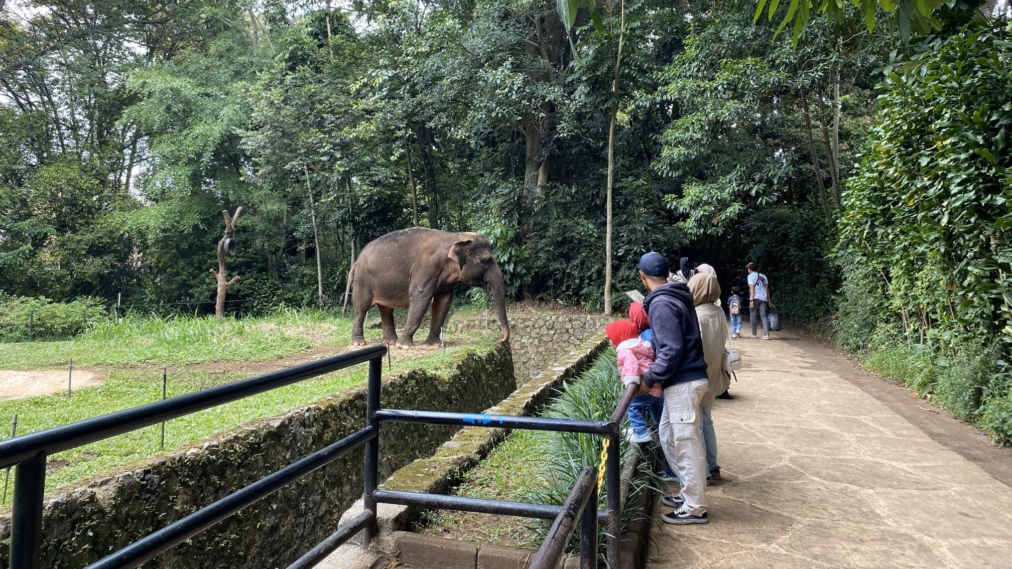 Geopix Soroti Pembukaan Bandung Zoo, Desak Evaluasi Kesejahteraan Satwa