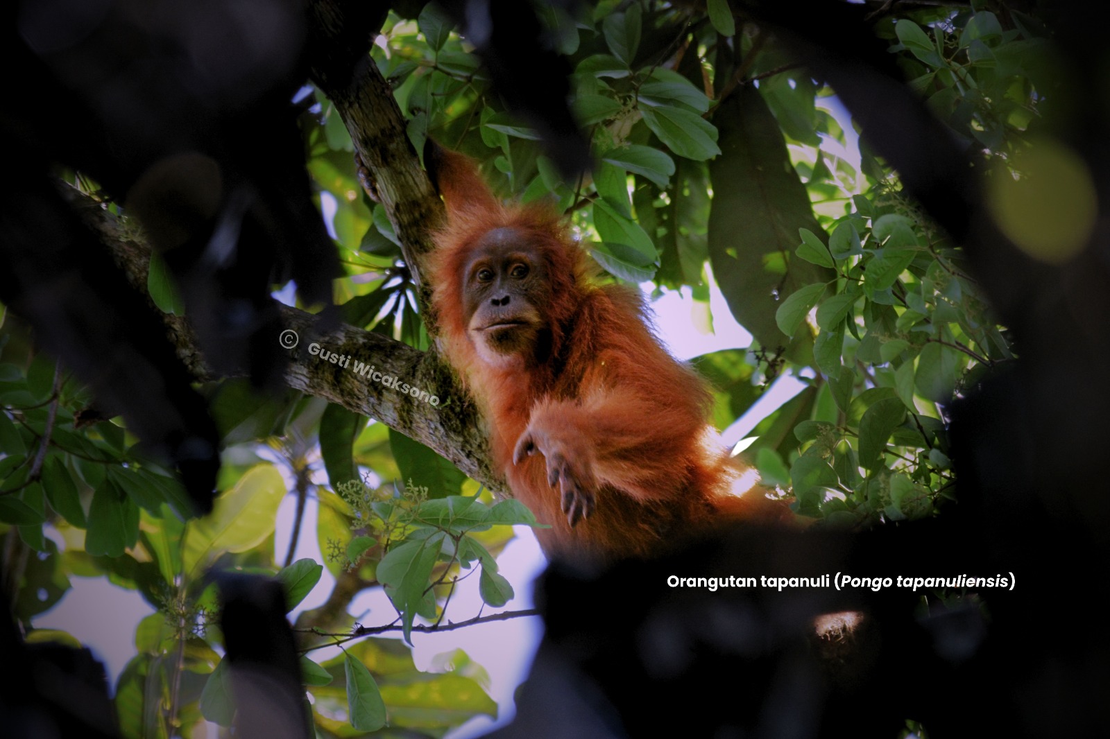 Indonesia Punya 66 Primata, Lebih dari Separuh Berstatus Terancam