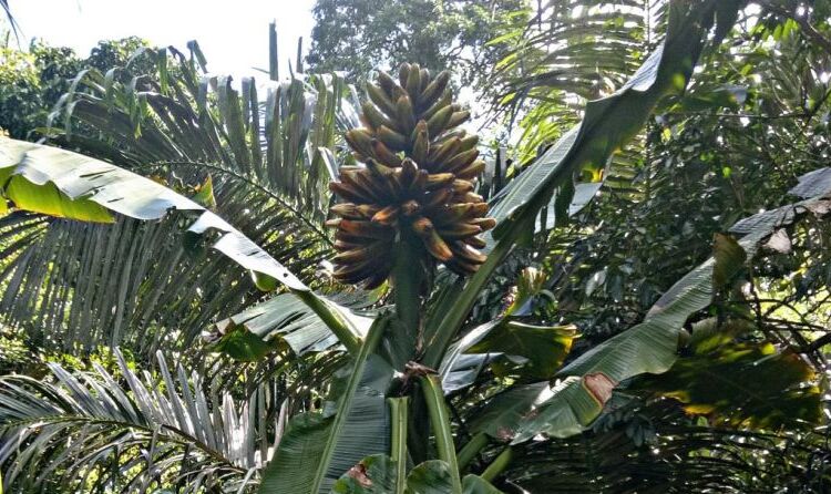 BRIN Pimpin Proyek Riset Pemuliaan Pisang Liar untuk Ketahanan Pangan