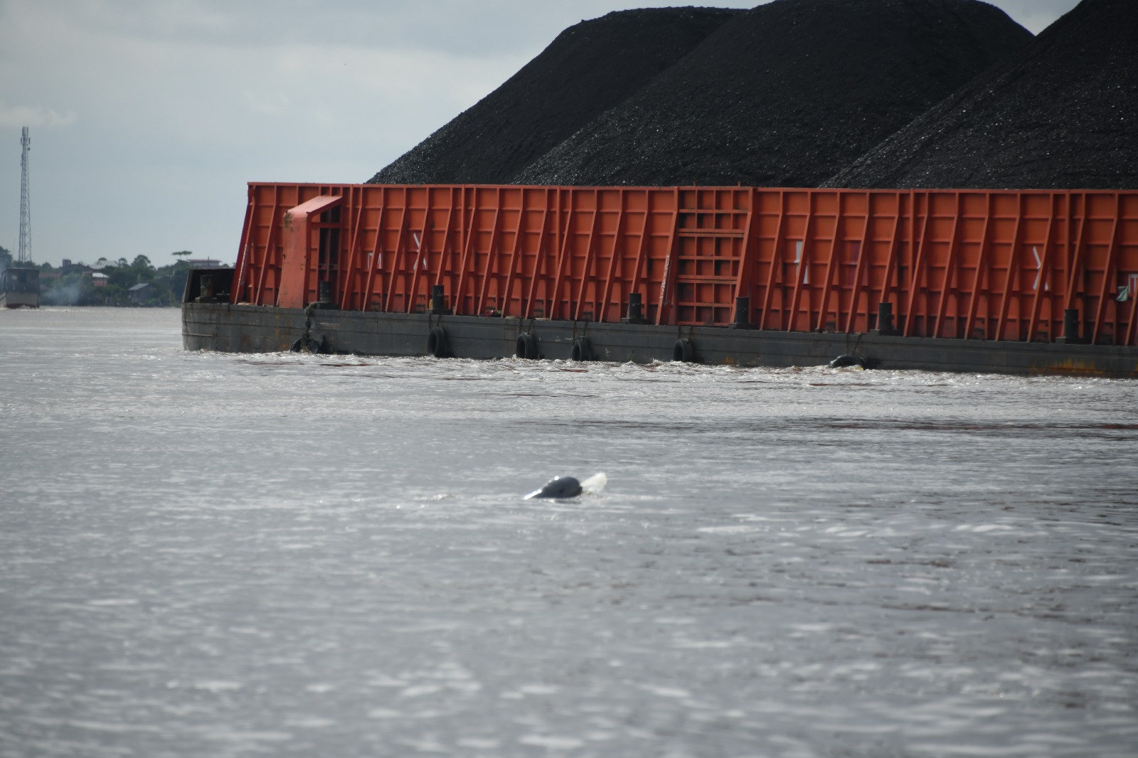 Habitat Dirampas Tongkang, 66 Pesut Mahakam Bertaruh Hidup