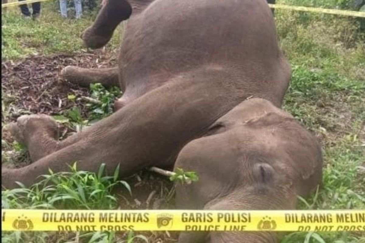 Gajah Sumatera Mati Tersengat Listrik di Aceh Tengah, Alarm Konflik Manusia–Satwa Kembali Menguat