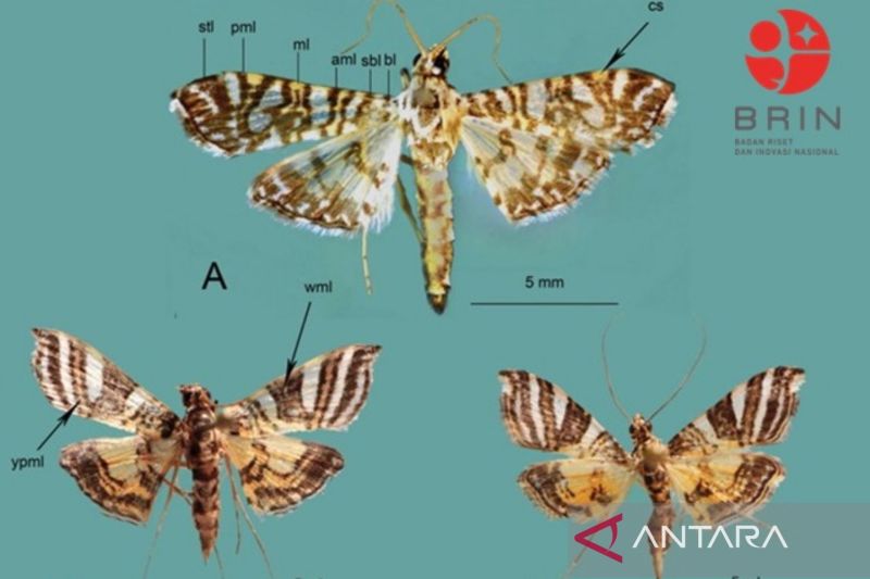 BRIN Identifikasi Dua Spesies Ngengat Baru Asal Papua dan Sulawesi