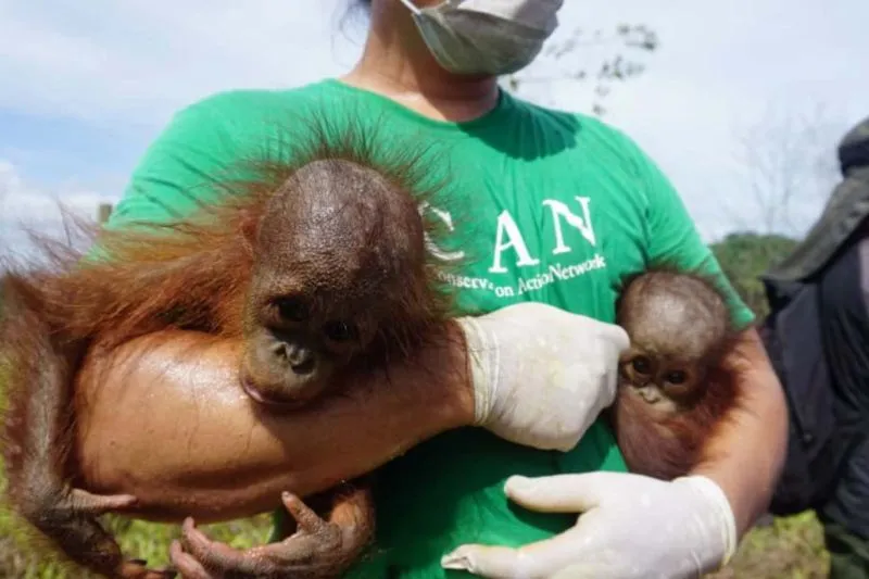 BKSDA Kaltim–CAN Selamatkan Induk Orangutan dan Bayi Kembar di Kutim