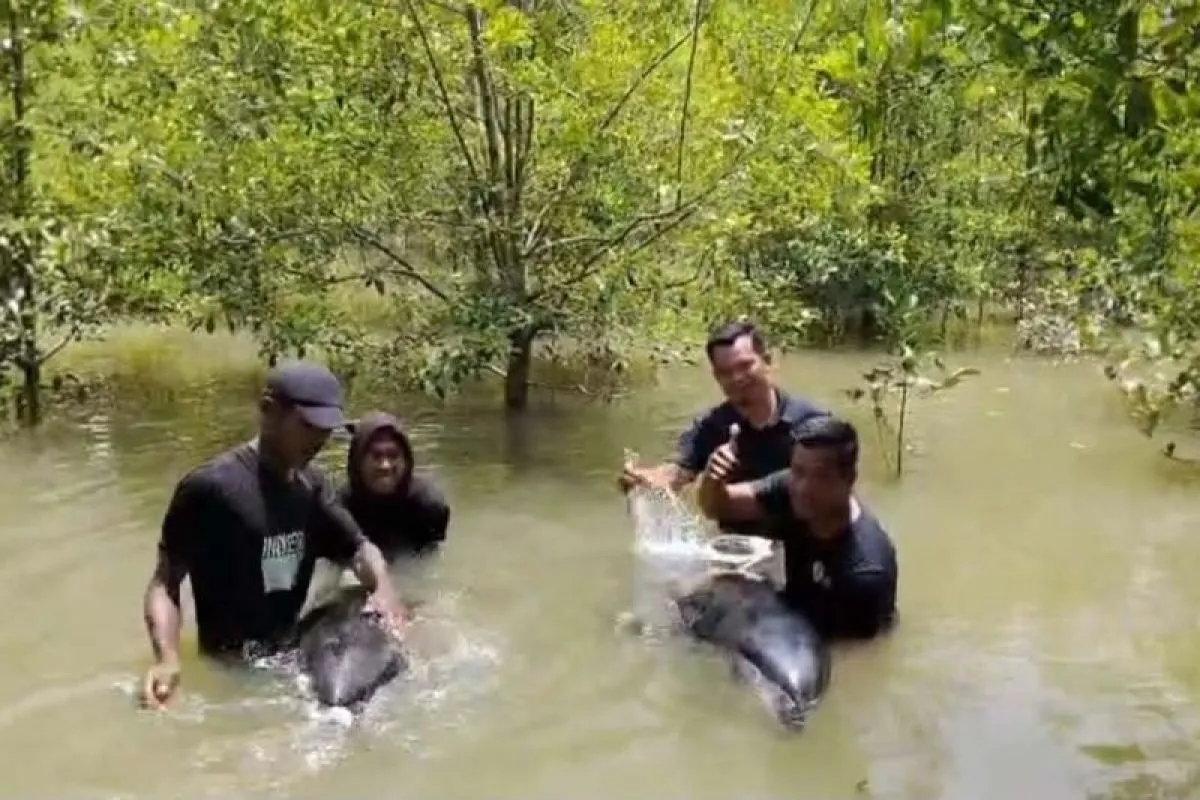 Lumba-Lumba Terdampar di Aceh Tamiang, Warga Berjibaku Selamatkan Mamalia Laut Seberat 200 Kg