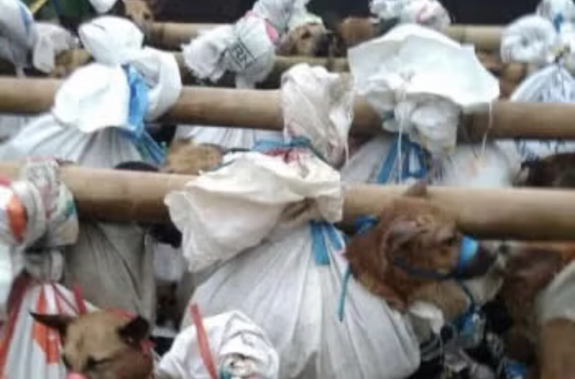 Dua Usaha Daging Anjing di Kupang Tutup Permanen, 10 Hewan Diselamatkan