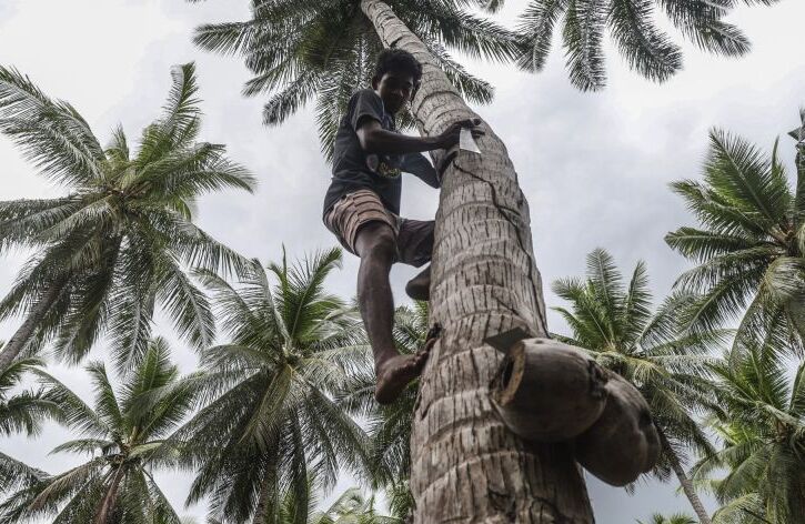 Menyulam Ekonomi Sirkular Kelapa Rakyat di Desa Pesisir