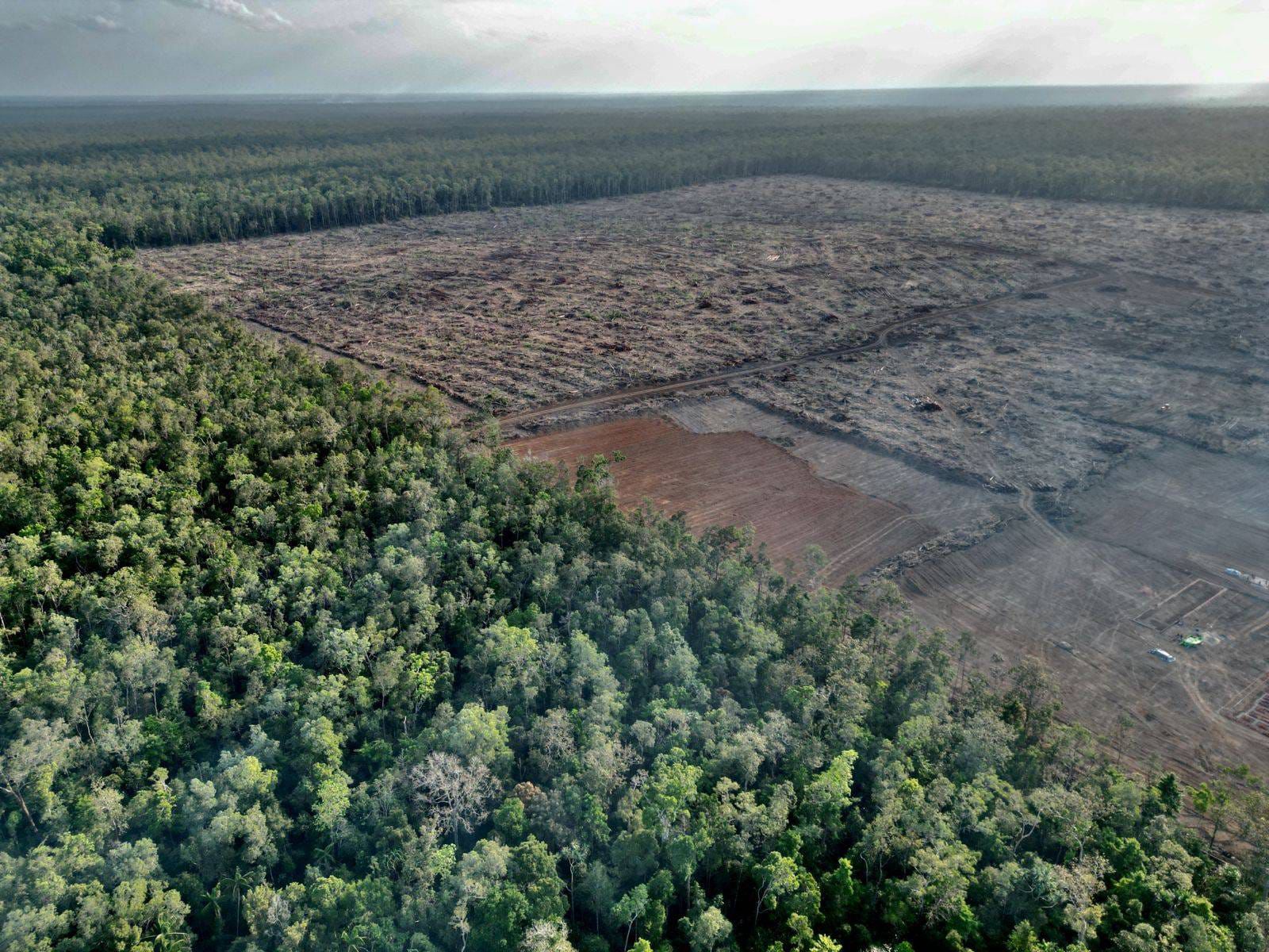 Deforestasi Legal Menggila, Auriga: Hutan Hilang, Pangan Terancam