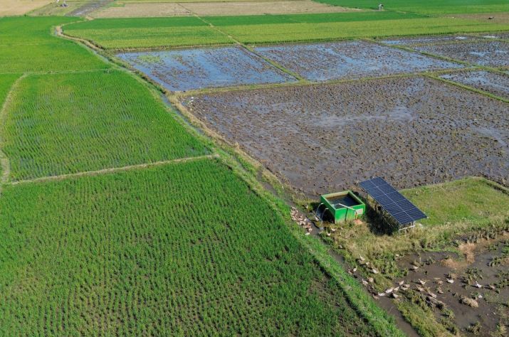 Matahari Penjaga Swasembada Pangan