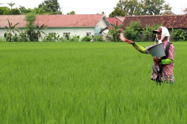 BRIN Kembangkan Metode Produksi Pupuk Nitrogen Ramah Lingkungan