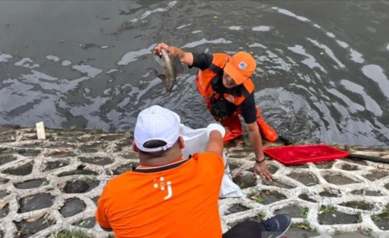 Populasi Ikan Sapu-Sapu Jakarta Meledak, 6,98 Ton Ditangkap Sehari