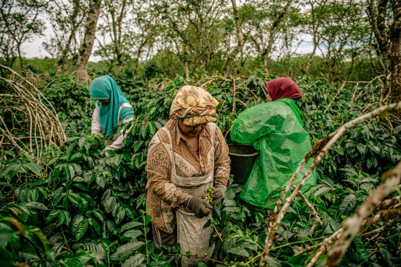 Produksi Kopi Gayo Tertekan Akibat Banjir dan Longsor