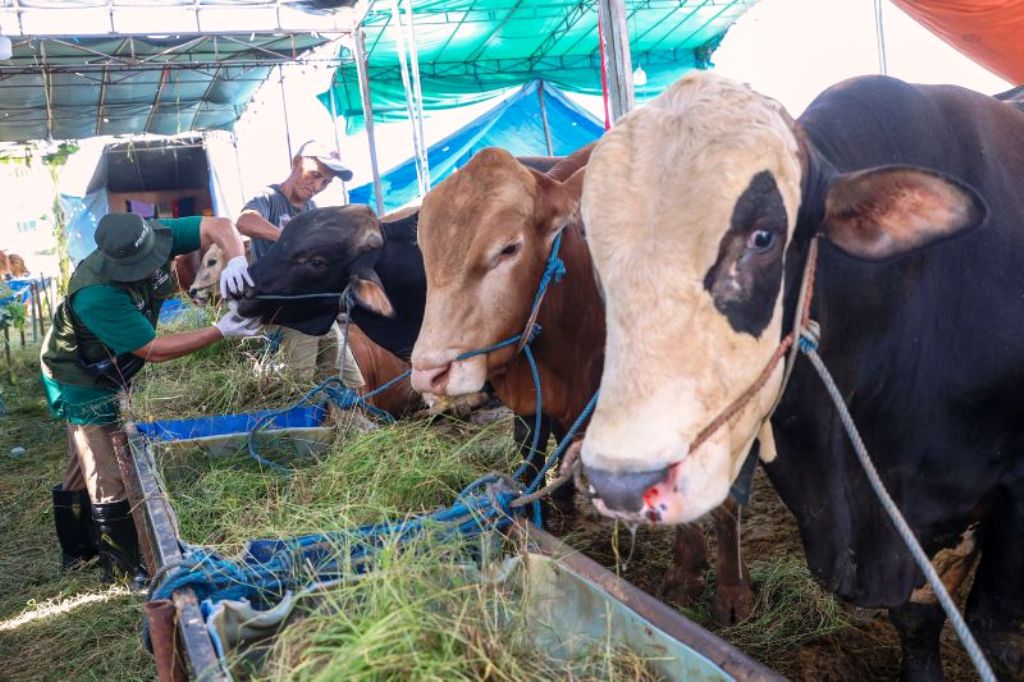 Kandang, kurban, dan kepercayaan publik
