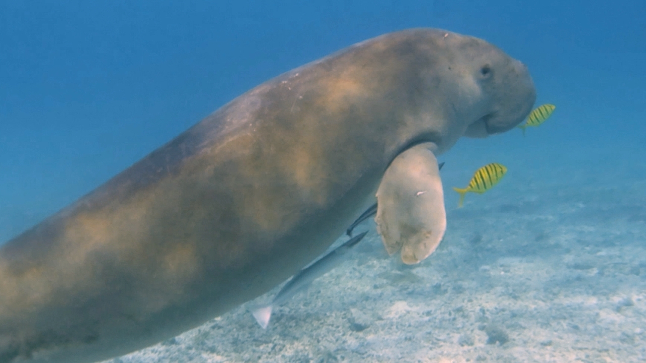 Populasi Dugong Terancam, Indonesia Didorong Lindungi Ekosistem Lamun