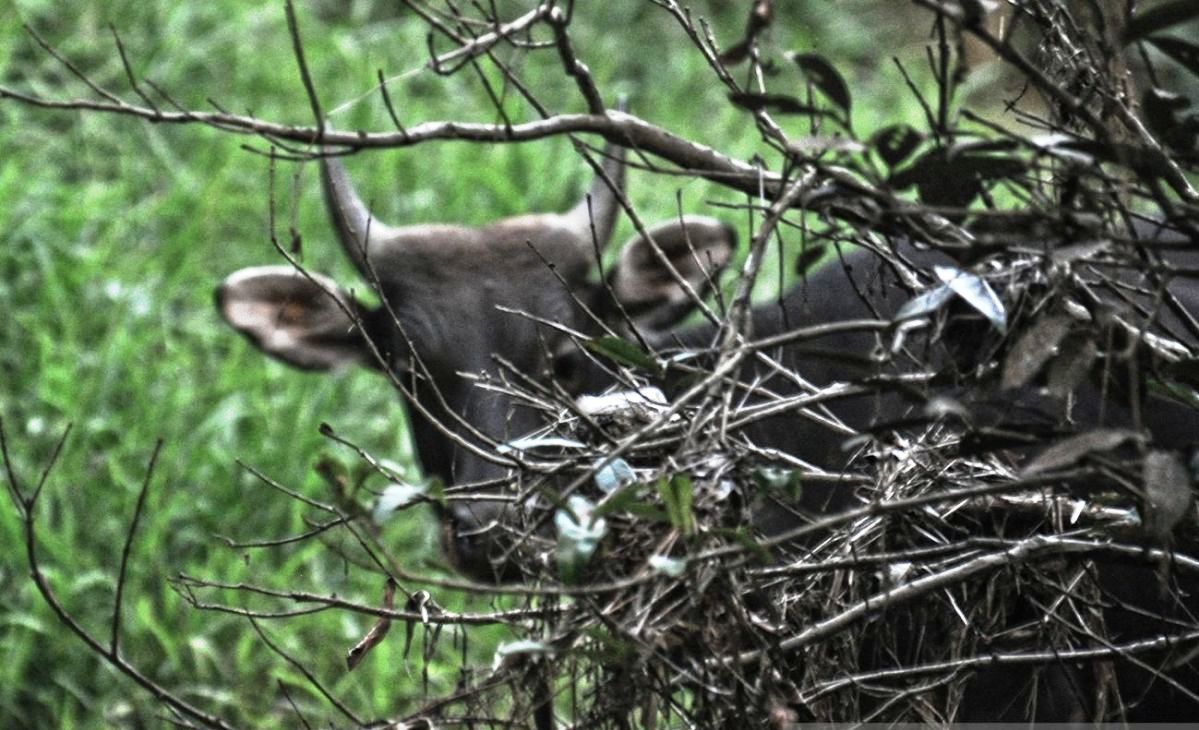 Jejak yang Masih Tersisa di Hutan Kutai
