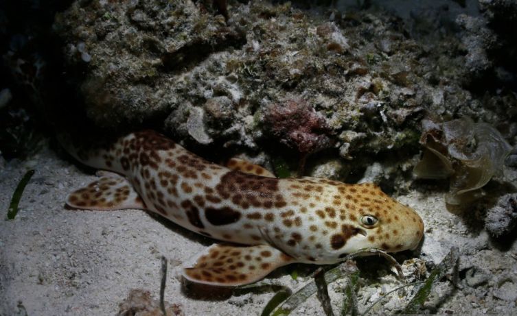 Raja Ampat Jadi Lokasi Terpadat Hiu Berjalan