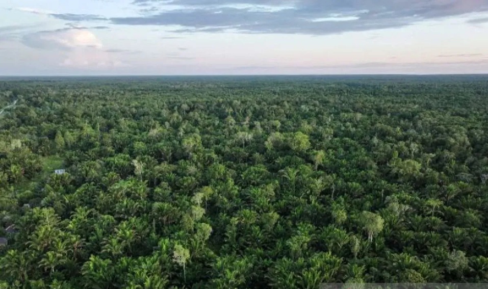 Kolaborasi RI dan FSC Perkuat Hutan Lestari, Buka Peluang Produk Kehutanan ke Pasar Global