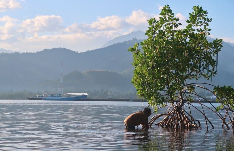 Menteri LH Gaungkan Tobat Ekologis Melalui Rehabilitasi Mangrove