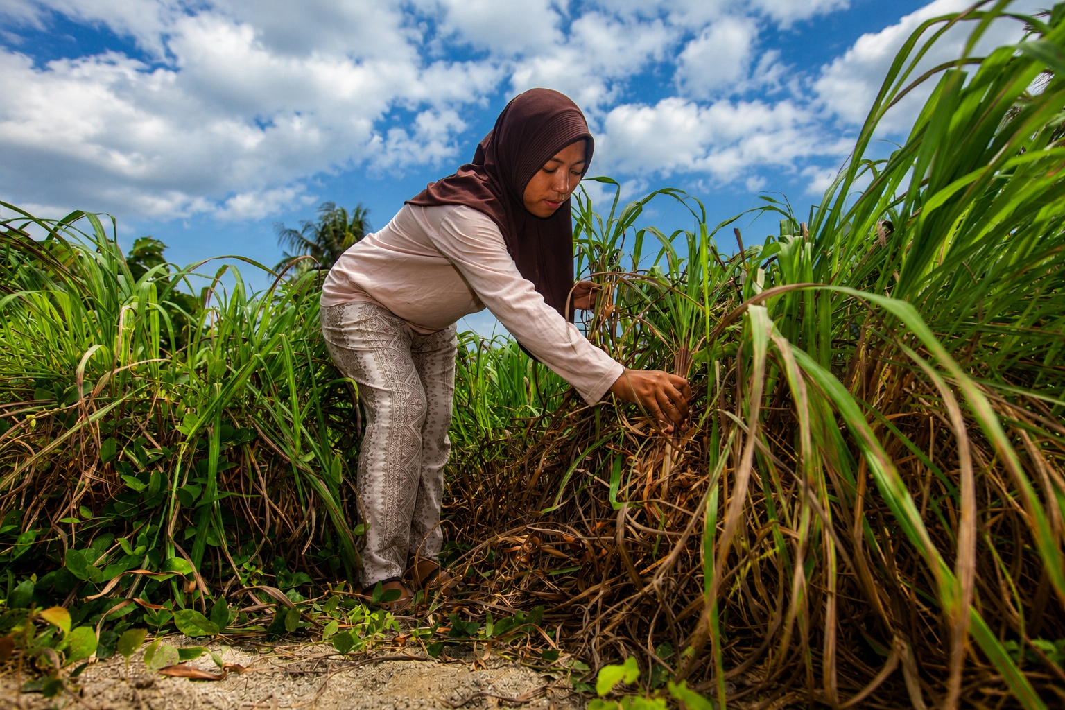 Dari Lahan Rusak jadi Produk Mendunia, Kisah Sereh Wangi Desa Pulu Tembus Pasar Amerika