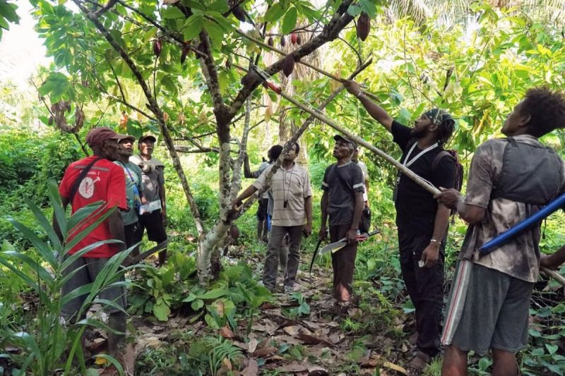 Petani Kakao Sarmi Terapkan Agroforestri Hadapi Perubahan Iklim
