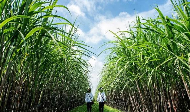 APTRI Dukung Pabrik Gula Rafinasi Wajib Bangun Kebun Tebu Sendiri