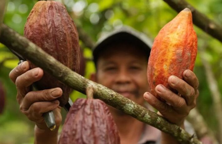 Cuaca Buruk dan El Nino Picu Kenaikan Harga Kakao