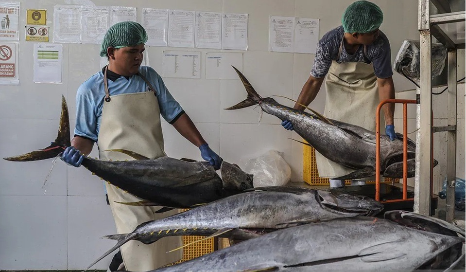 Tarif Nol Persen ke Jepang Peluang Emas, KKP Benahi Hulu Perikanan Tuna agar Ekspor Makin Melesat