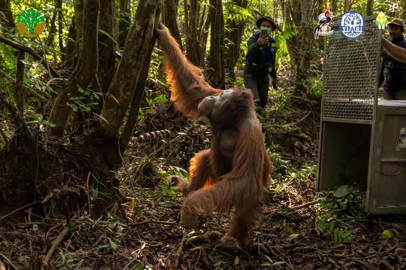 Karhutla Berulang di Ketapang Picu Konflik Orangutan-Warga