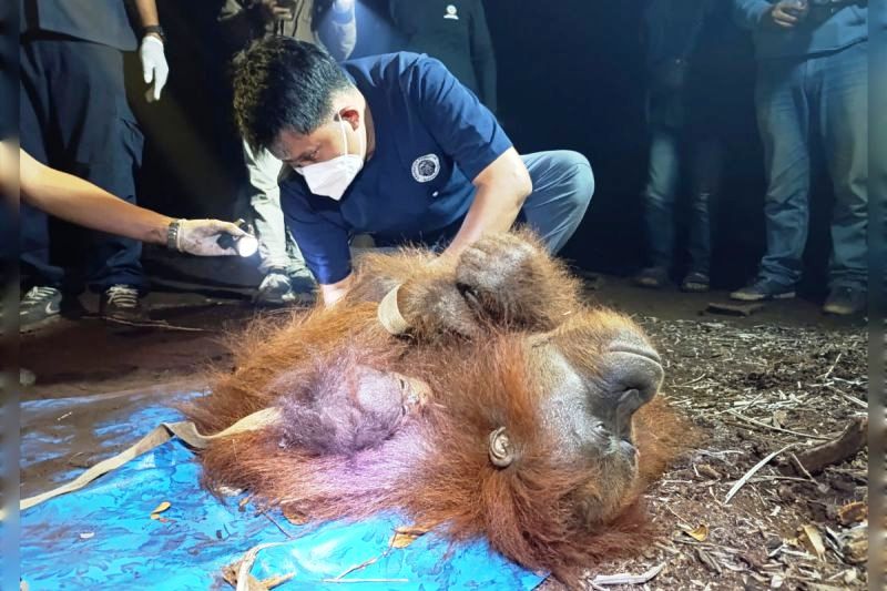 Bertahan di Atas Pohon di Tengah Kebakaran, Raya dan Rayu Dievakuasi Tim Gabungan