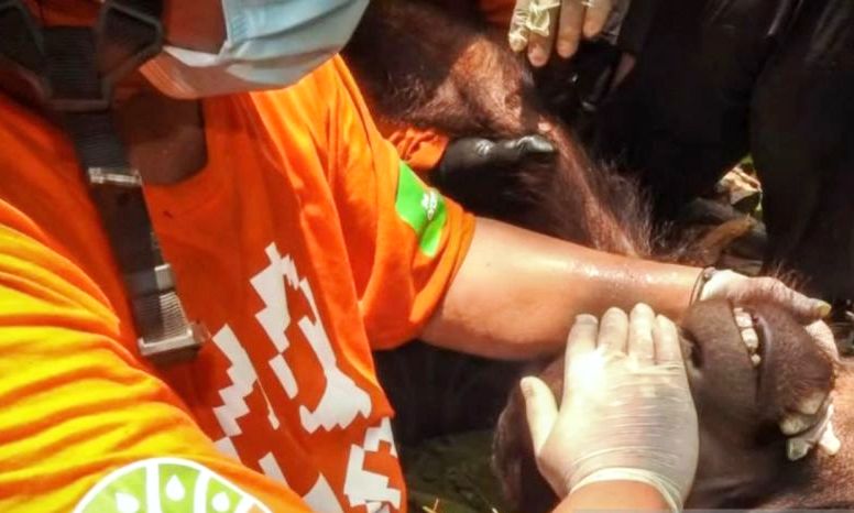 Orangutan Masuk Area Perkebunan dan Kejar Pekerja