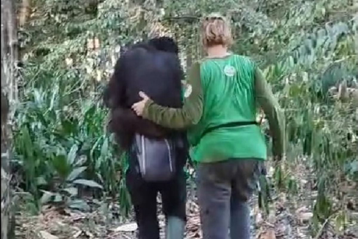 Saat Sekolah Hutan Ditutup Api: Kisah 11 Orangutan yang Kehilangan Ruang Belajar