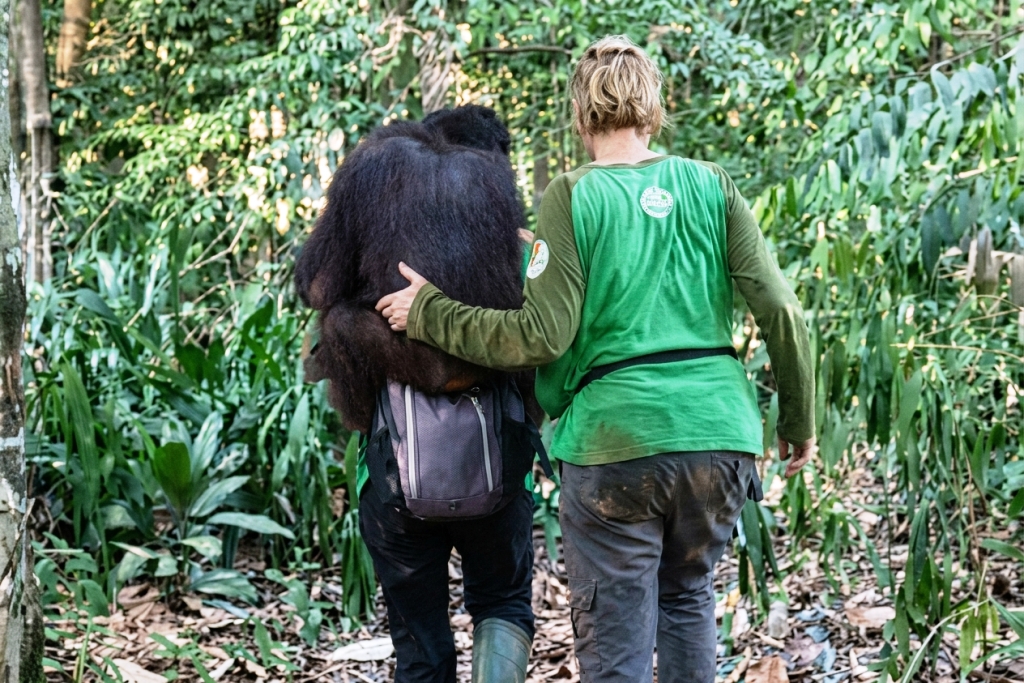 Saat Sekolah Hutan Ditutup Api: Kisah 11 Orangutan yang Kehilangan Ruang Belajar