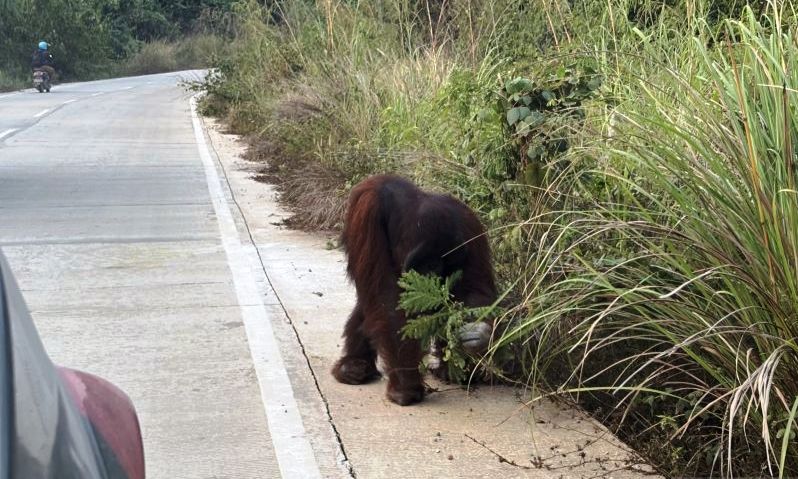 3 Kali Orang Utan Cari Makan di Pinggir Jalan Sangatta