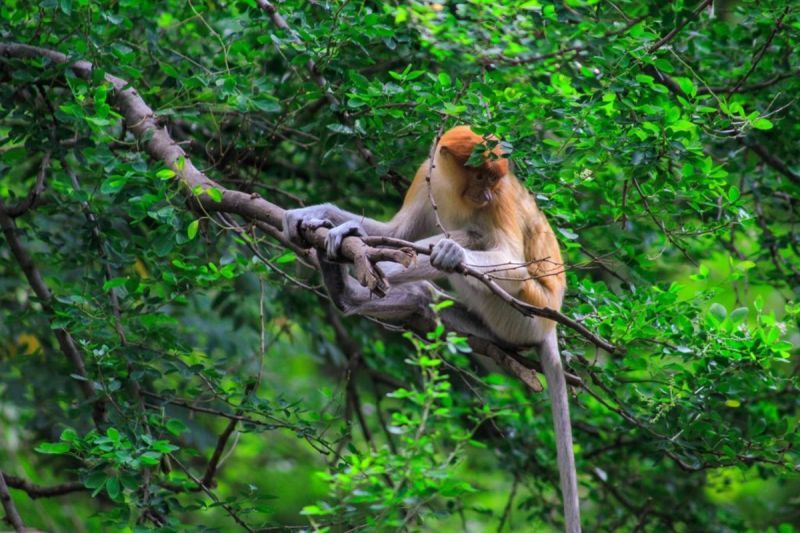 Habitat Bekantan di Kalsel Terganggu Karhutla