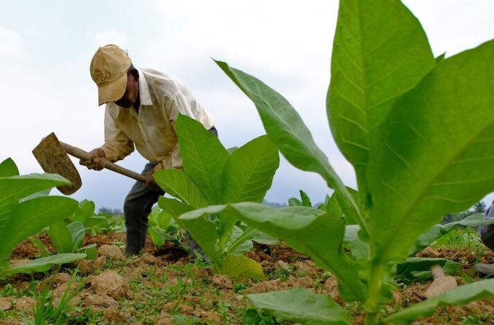 Hasil Riset Ungkap Tar-Nikotin Berdampak ke Petani Tembakau dan Pekerja
