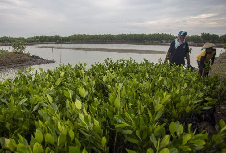 BRIN dan YKAN Perkuat Restorasi Gambut Berbasis Sains