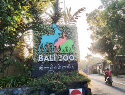 Libur Panjang, Kunjungan Wisatawan di Kebun Binatang Bali Melonjak 100 Persen