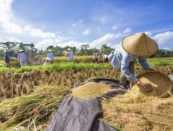 Ekonom Dorong Diversifikasi Dukung Ketahanan Pangan