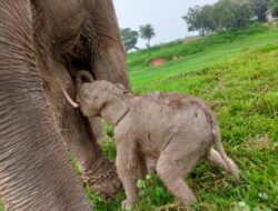 Lagi, Anak Gajah Sumatra Lahir di Taman Nasional Way Kambas